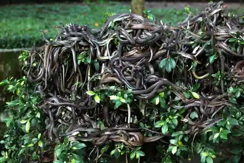 Snake Island – Brazil