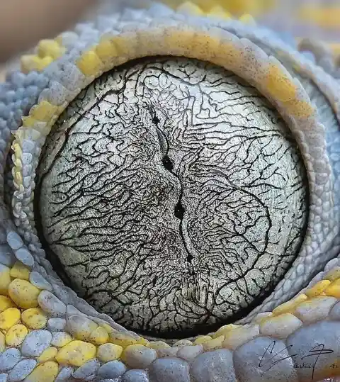 Eye Of A Gecko