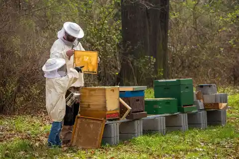 Beekeeping