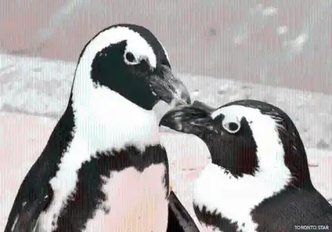 #13. Buddy And Pedro, The Penguins