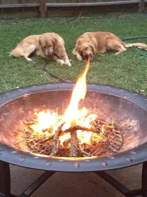 Dragon Retriever