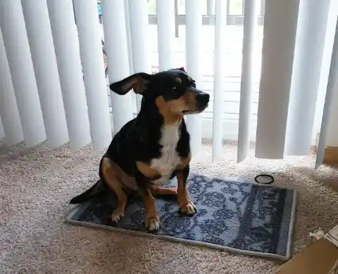 #1. Magic Carpet