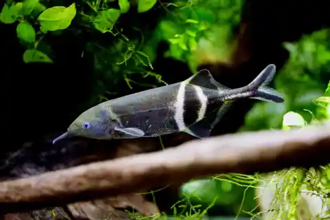 #15. Electric Fish Use Electricity