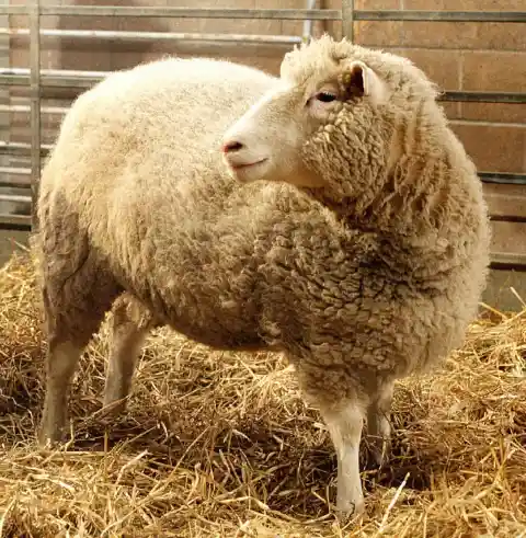 #21. Dolly The Sheep Was The First Cloned Mammal