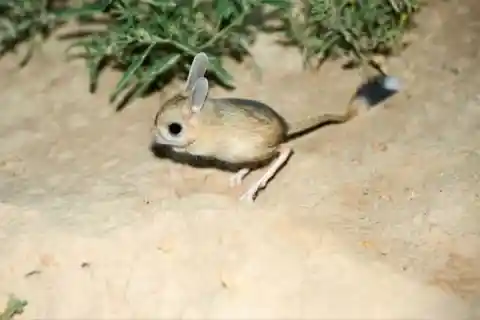 Dwarf Three-Toed Jerboa