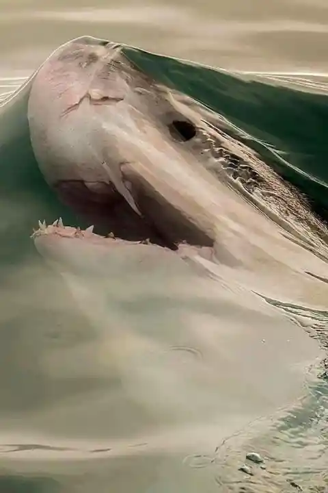 Monster Shark