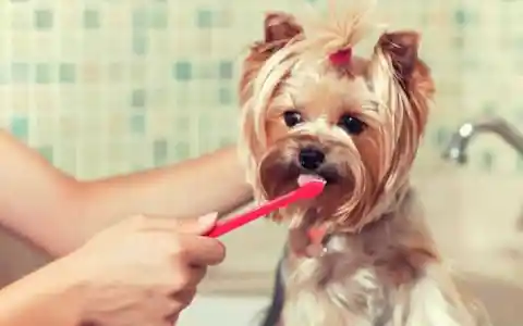 8. Don’t Use Your Toothpaste to Brush Your Dog’s Teeth!