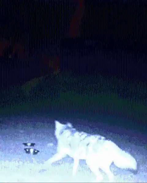 Playing With the Coyotes