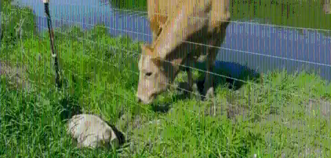 <p style="text-align: center;"><strong>4. FLO AND HER CALF</strong>
