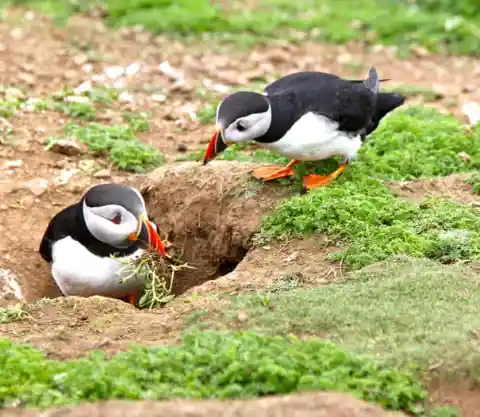 Puffins Mate For Life