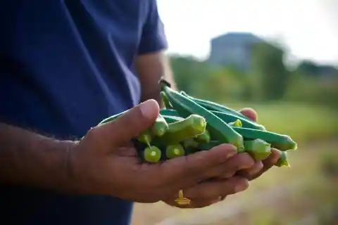 Okra Commotion