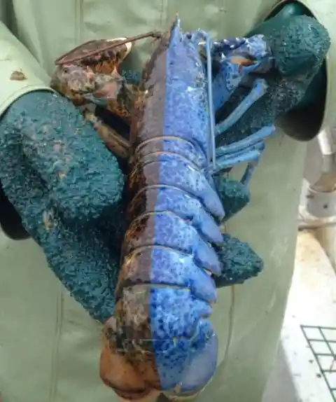 #1. Blue Lobster