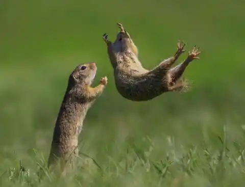 Flying Gopher