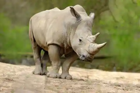 #25. Rhinos Use&hellip; Dung
