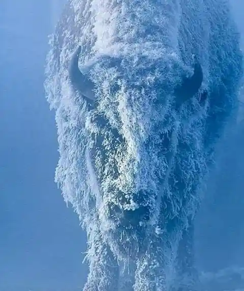 Frozen Buffalo