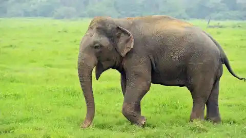 Elephants Eat All Day