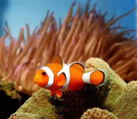 #17. Clownfishes
