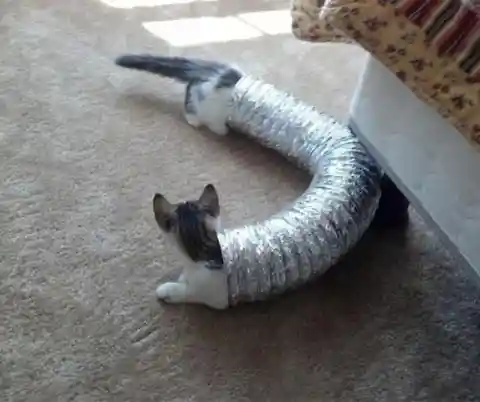 CatDog