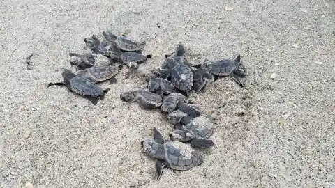 #20. Baby Turtles In Thailand