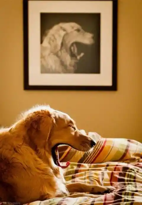 Signature Yawn