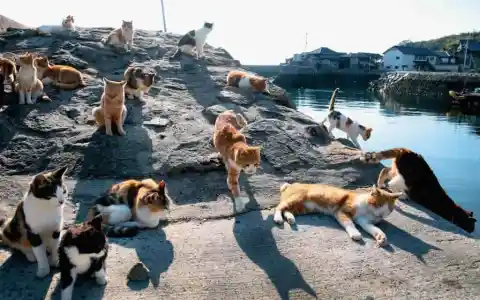 Cats At Tashirojima, Japan