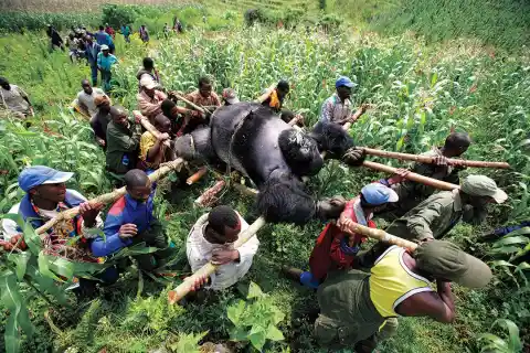 Gorilla in the Congo