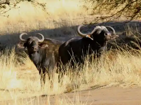 #8. African Buffalo