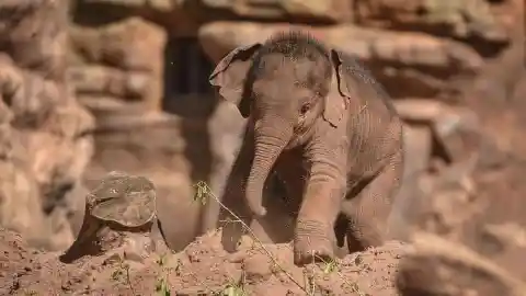 Cute Baby Elephant