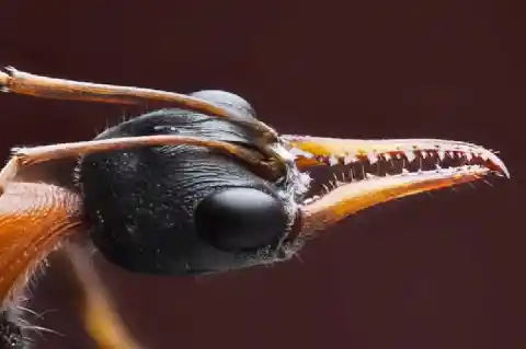 #14. Most Dangerous Ant
