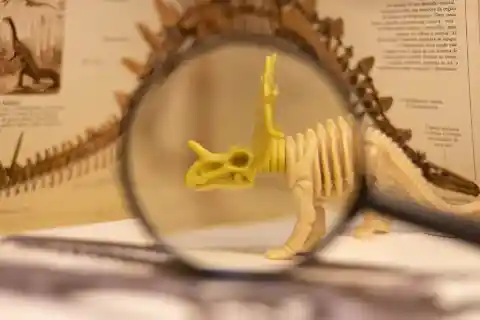 Paleontologist