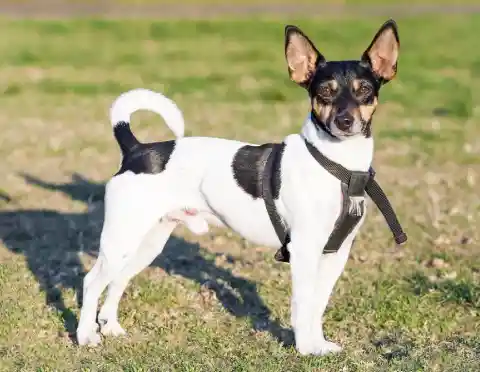 Teddy Roosevelt Terrier