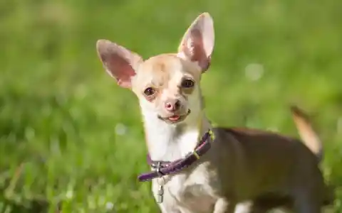 Chihuahua '