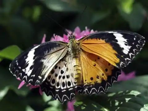 #16. Chimera Butterfly