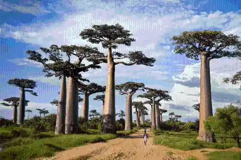#4. The Baobab Trees In Africa