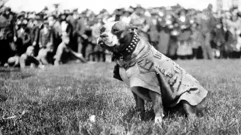 #1. A Dog Served In 17 World War II Battles
