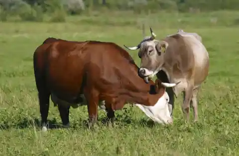 Cows Have Best Friends