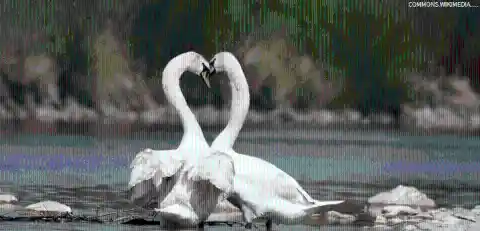 #15. Romeo And Juliet, The Swans