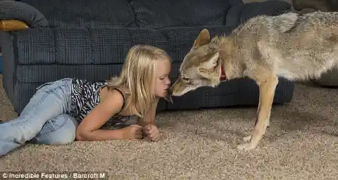 Coyote Gone Pet?