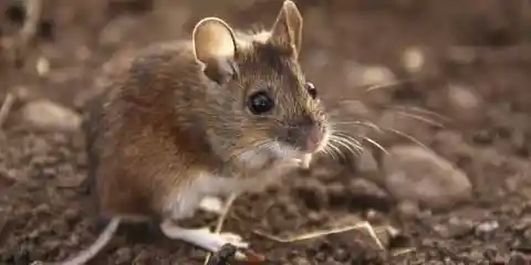 House Mice At Gough Island, UK