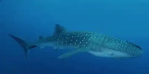 Whale Sharks And The Atomic Bomb