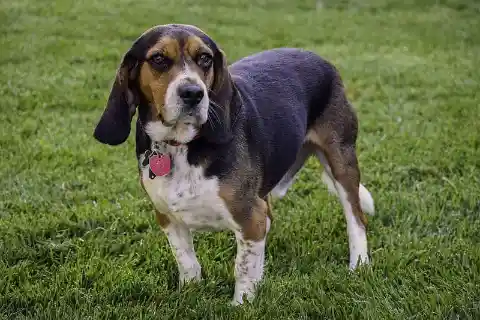 #6. Beagle