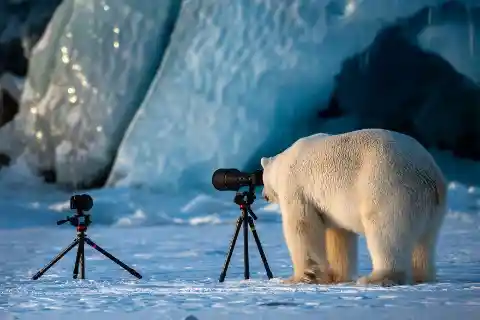 Photographer Bear