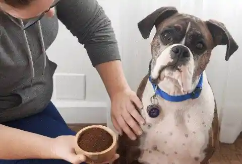 #3. They Remove Fleas