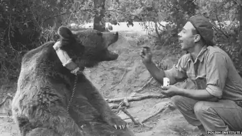 #2. A Brown Bear Helped Win A World War II Battle