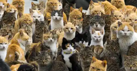 Cats At Tonawanda Island, New York