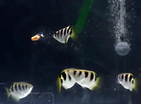 #6. Archerfish