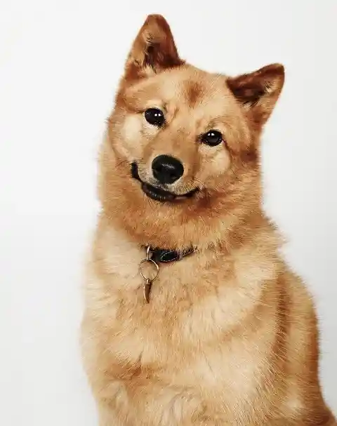 Finnish Spitz