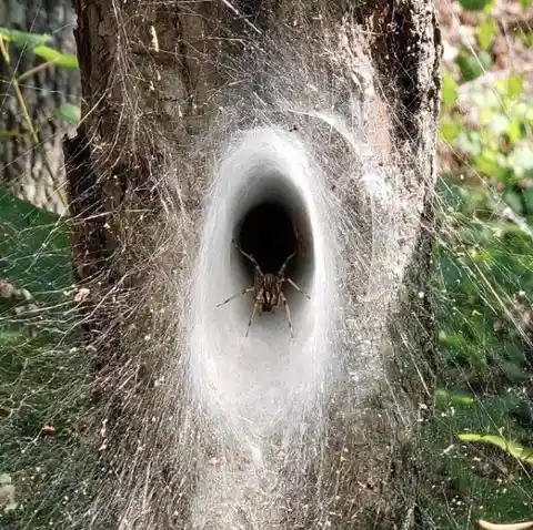 Spider Web Tunnel