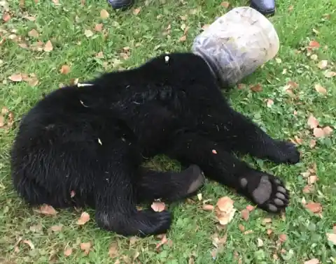 #22. The Bear Cub That Got His Head Stuck In A Jar