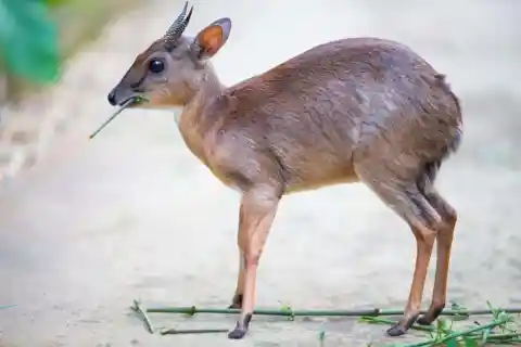 Royal Antelope